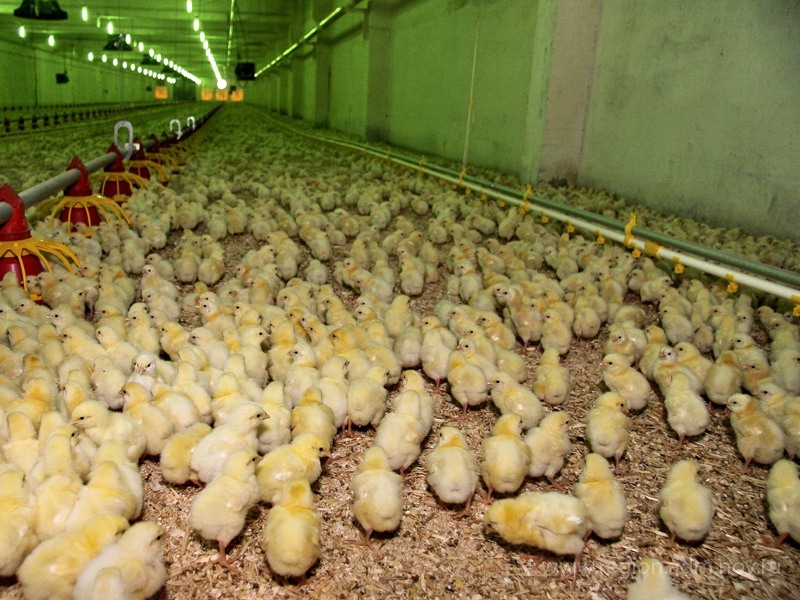 По требованию ГИТ выплачена задолженность по заработной плате 278 работникам ЗАО «Гвардеец».